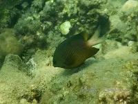 Juweel rifbaars [Stegastes lacrymatus]